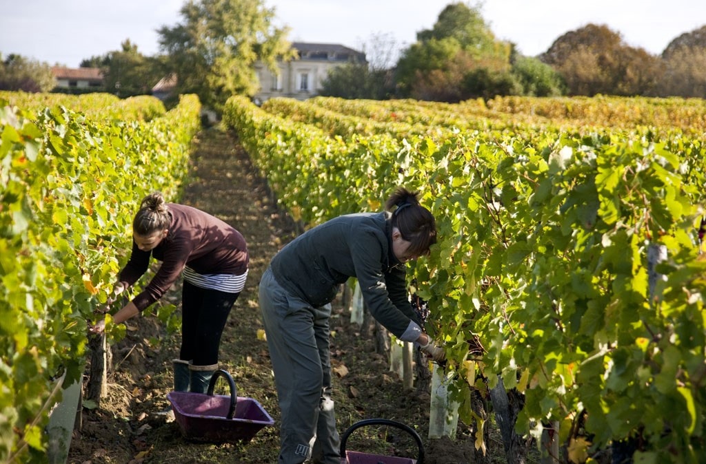 Château Tessendey official website
